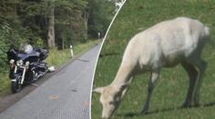 Kuriózní nehoda: Motorka srazila bílého daňka
