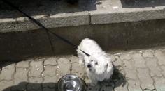 Cizinec ve Zlíně brutálně zkopal svého pejska! Zadržela ho policie