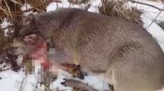 Srnu potrhal vlk. Policie trpící zvíře jen posunula a odjela, tvrdí žena