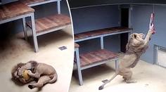 Lev Lolek se již naplno zabydlel v brněnské zoo! VIDEO
