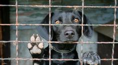 Nekupujete psa z množírny? Veterináři vydali seznam chovatelů