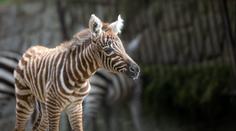 Zoo ve Dvoře Králové má roztomilý přírůstek. Narodila se tam nejvzácnější zebra