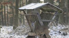 Nekrmte v lese zvířata, prosí experti. Zabít může i rohlík!
