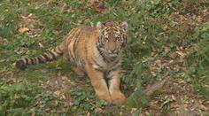 Ve zlínské zoo poprvé ukázali půlročního tygra. Matka ho kvůli nemoci odmítala