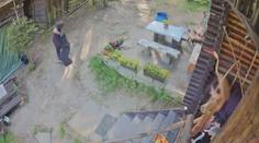 Policie vyšetřuje brutální útok na psa. Vše zachytila i kamera
