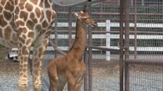 V zoo se narodila žirafa bez skrvn. Je nejspíš jediná svého druhu na světě