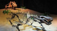 Asteroid, který vyhubil dinosaury. Studie nás připraví na budoucnost