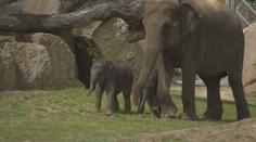 Sloní mláďata se poprvé ukázala návštěvníkům pražské zoo