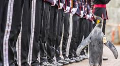 Zvláštní ceremonie v zoo: Norové povýšili tučňáka na generála!
