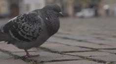 V Českých Budějovicích si pochvalují holubníky. Díky nim ubylo potíží s ptáky