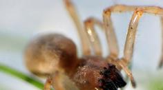 Jedovatá zápřednice se šíří Českem. Zabíjejte je, vyzval úřad