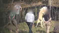 Drsné záběry psích zápasů! K boji nutí zvířata na Slovensku i v ČR