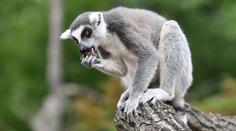 Zábava v pražské zoo: Lemuři obědvali před kamerami TN.CZ!