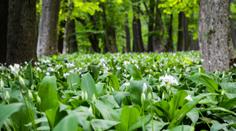 Ochutnejte medvědí česnek! Právě má sezónu. RECEPTY