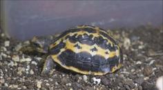 Brněnská ZOO ohromila světovým unikátem: Zajistilo ho želví miminko