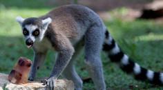 Ze zoo uprchl lemur, pobíhá v ulicích Ostravy. Nikdo na něj nesmí sahat