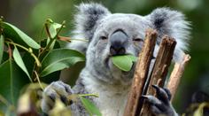 Medvídci koala mizí! Z Austrálie jich za poslední tři roky ubyla třetina