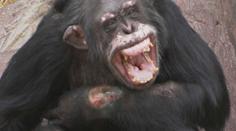 Skandál v norské zoo, zdrogovaný šimpanz sám sebe vážně zraňoval