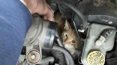 Kuriózní záchrana: V Přerově hasiči tahali z motoru auta kočku!