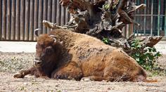 Návštěvníci v zoo házeli na bizony kameny. Nic nedělají, obhajovali se