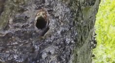 VIDEO: Vandal navrtal a otrávil stromy ve Valašském Meziříčí