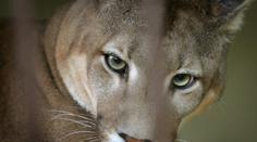 Puma je dál na útěku. Šelmu viděli na dalších místech
