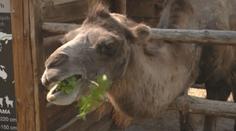 Tipy na výlety: Méně známé, ale se světovými unikáty. Podívejte se do českých zooparků