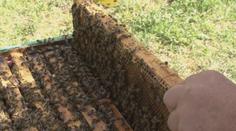 Hřbitovní med. Na největším moravském pohřebišti budou včelí úly