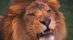 Smutná zpráva: Umřela legenda liberecké ZOO, lev Sultán!