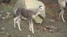 Příjemné překvapení v jihlavské ZOO. Narodila se tam lama druhu alpaka