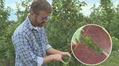 Po suchu a hraboších přišla další pohroma! Ničí ovocné stromy i víno