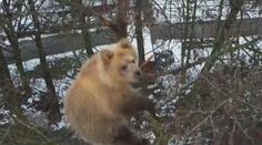 Zoo má problém s medvídětem. Už týden nechce slézt ze stromu