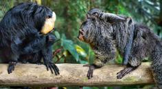 Zlínské zoo došla trpělivost. Sdílela video návštěvníků, kteří dali opicím čokoládu