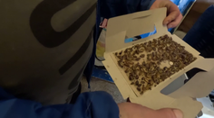 Dům zamořili švábi, říká zoufalá nájemnice. Vážnost situace zarazila i experta