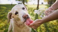 Olizuje si během veder váš mazlíček často tlapky? Může jít o varovný signál