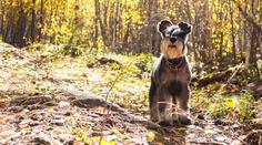 Fenka spolkla žalud, měla z toho těžkou otravu. Buďte obezřetní, varují veterináři