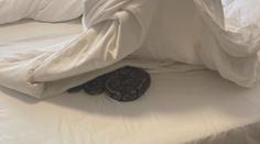 Personál pražského hotelu čekal šok. V pokoji se plazilo několik hadů