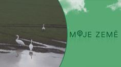 Labutě láká vodní laguna na poli. Podle majitele pozemku tam ale škodí