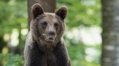 Střílení medvědů na Slovensku je vražedné šílenství, tvrdí ředitel české zoo
