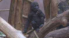 Gorilí kluk v pražské zoo si libuje ve výškách, diváků se nebojí