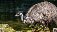 Česká minizoo šokovala veřejnost. Návštěvníci si jako suvenýr odnesli vejce emu
