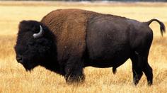Horor na výletě v Yellowstonském parku. Turistku nabral na rohy bizon