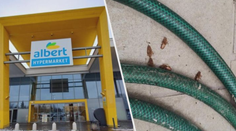 Albert v Brně musel zavřít část prodejny. Inspekce našla u pečiva hmyz