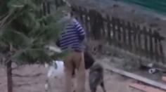 VIDEO: Kozu surově napadl pes. Majitel nechal zvíře trpět, není to prý poprvé