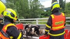 Překvapení na dálnici D1 na Ostravsku. Po vozovce běhalo stádo kozlů
