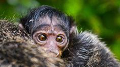 Zlínská zoo se raduje z mláděte "létající opice". To se zatím nehne od maminky