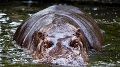V pražské zoo zemřel hroch Slávek, bylo mu 33 let