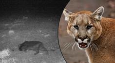 Lidi vyděsila šelma na fotopasti! Může to být puma, varuje obec