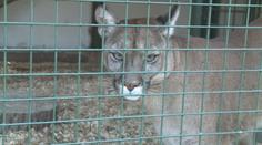 Dívenku (3) podrápala v zooparku puma, dítě skončilo ve špitále
