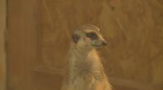 Zoo Hluboká se rozzářila do vánoční nálady. Zdobí ji téměř milion světýlek